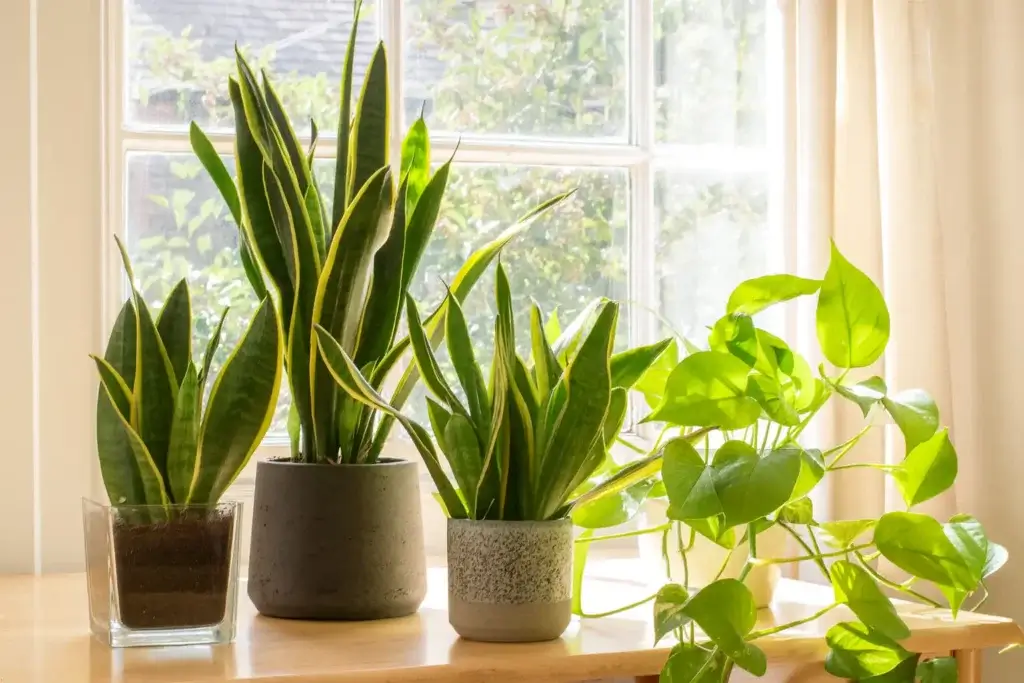Plantas naturais junto a janela aberta para melhorar a ventilação e evitar cheiro a esgoto em casa de banho no Porto